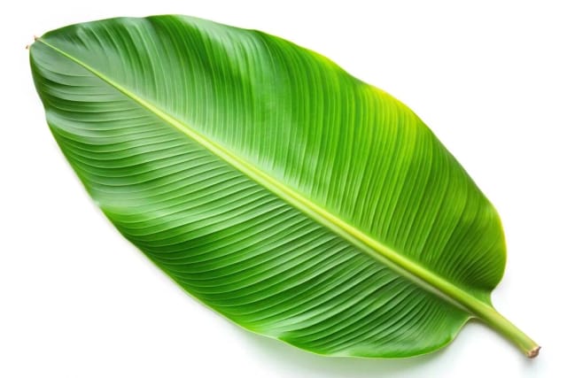 Banana Leaf